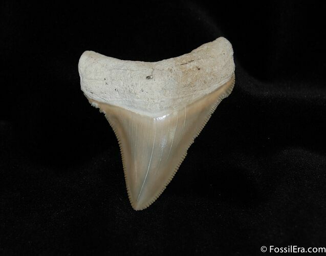 Spectacular Carcharocles chubutensis Tooth #122